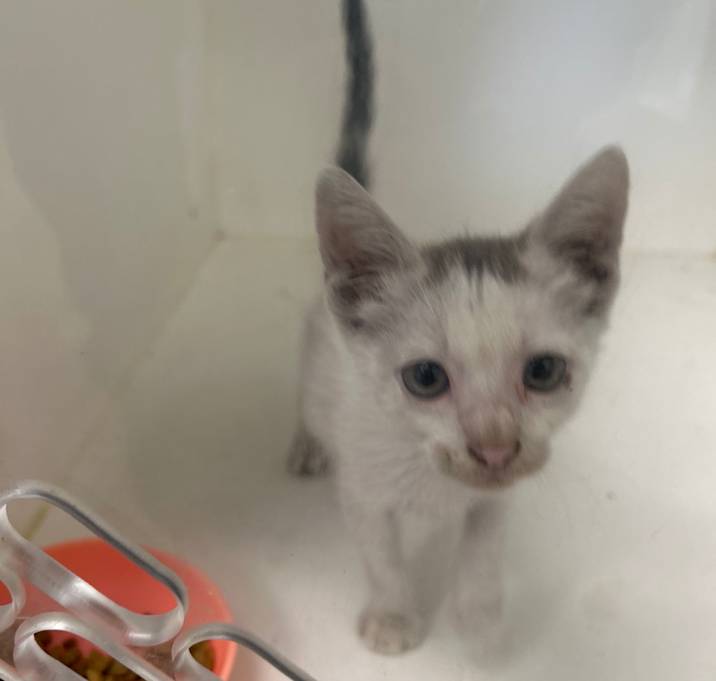Photo of TXAC-Stray-19233