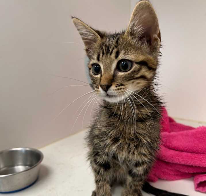 Photo of TXAC-Stray-19210