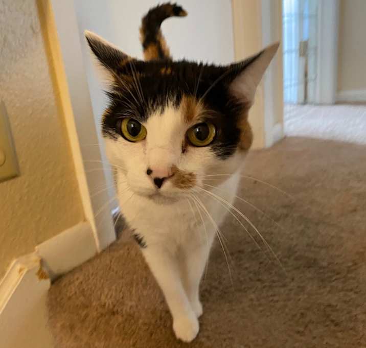 Photo of Whiskers