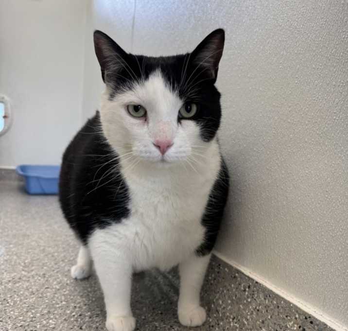 Photo of Patch