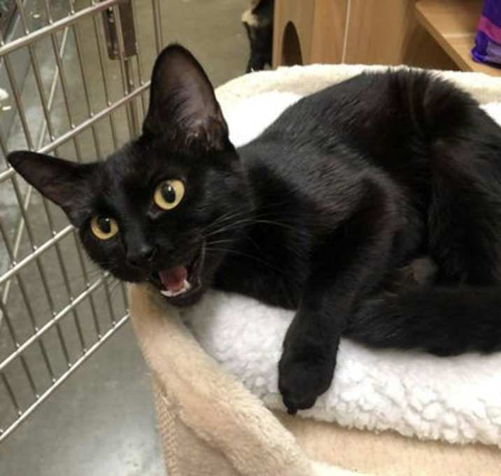 Photo of CHATTY BELLE