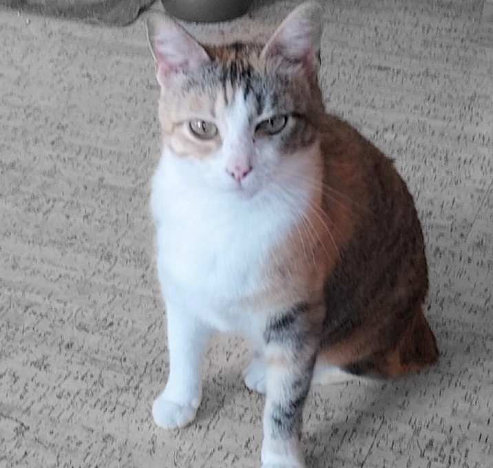 Photo of Peaches