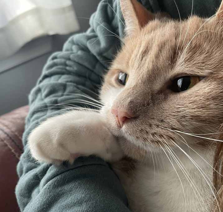 Photo of Peanut
