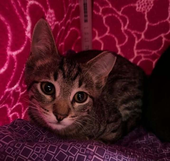 Photo of Taffy