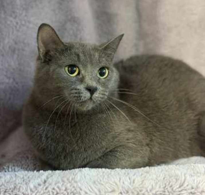 Photo of Shadow