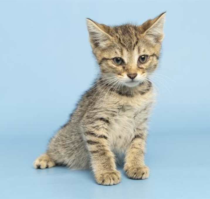 Photo of RUM TUM TUGGER