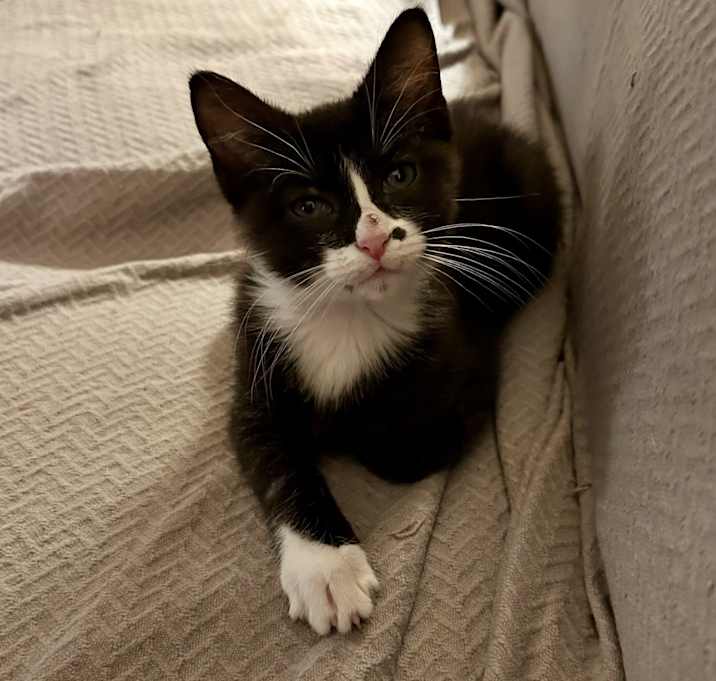 Photo of Mittens