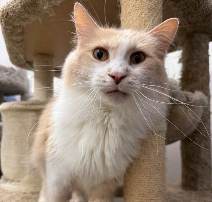 Photo of Caramel