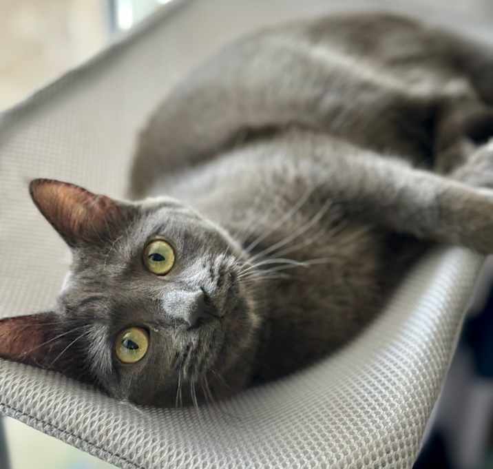 Photo of *Valentine