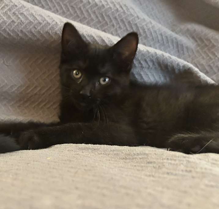 Photo of Nala