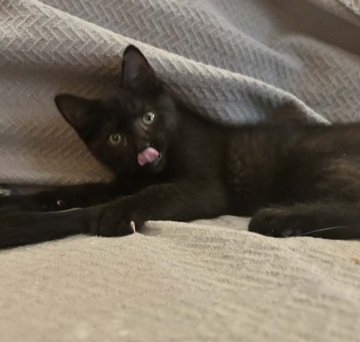 Photo of Shadow