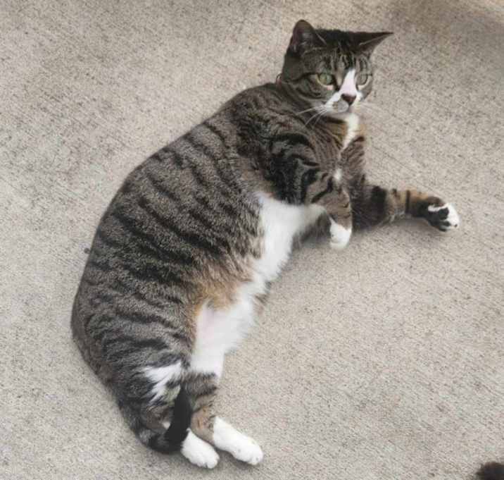 Photo of Lola