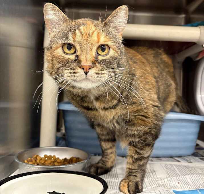 Photo of Pepper