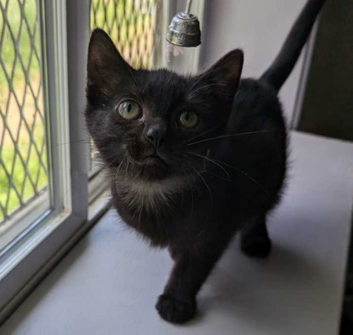 Photo of Runt