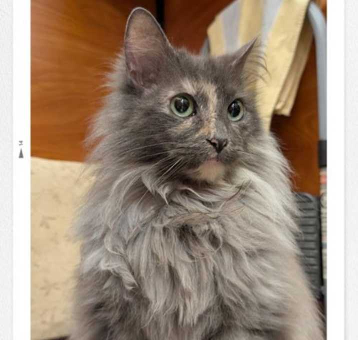 Photo of Shimmer