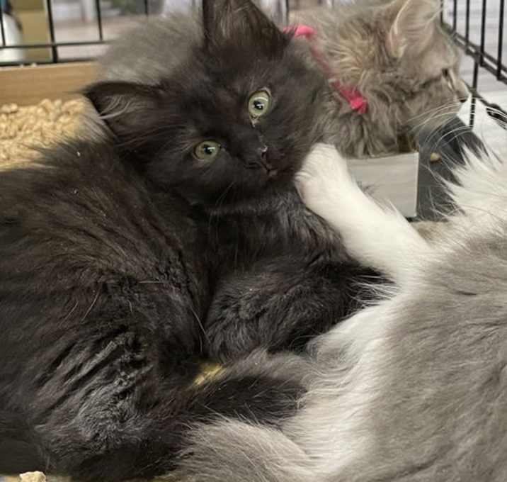Photo of Calypso