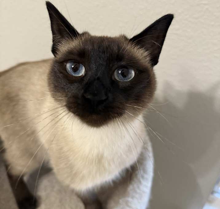 Photo of Cherry