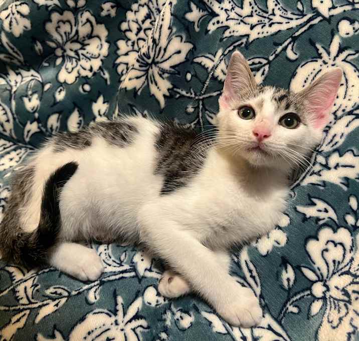 Photo of Oliver