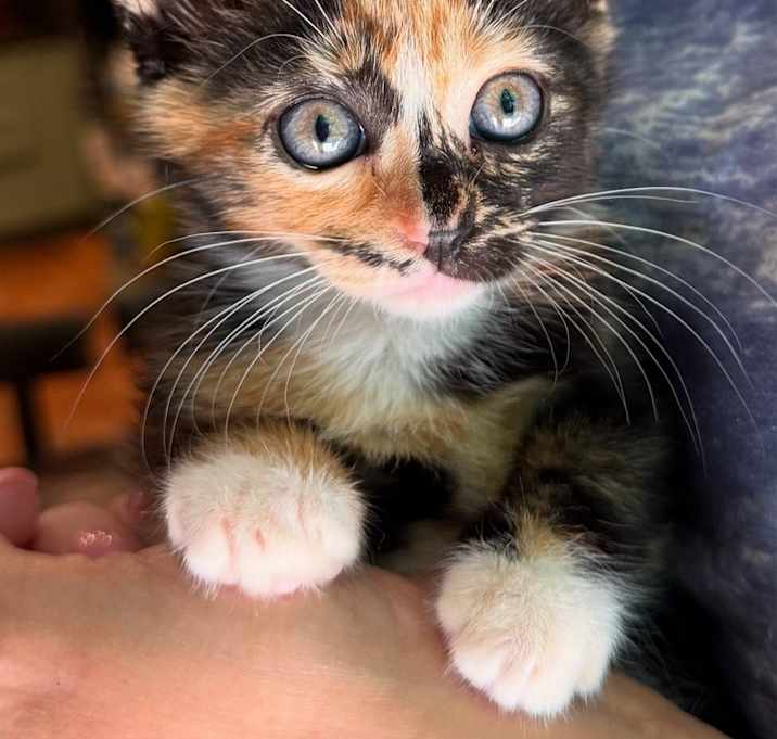Photo of Rosy