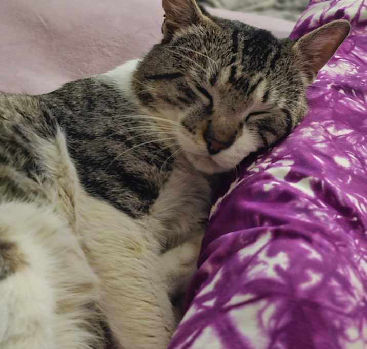 Photo of Boogie