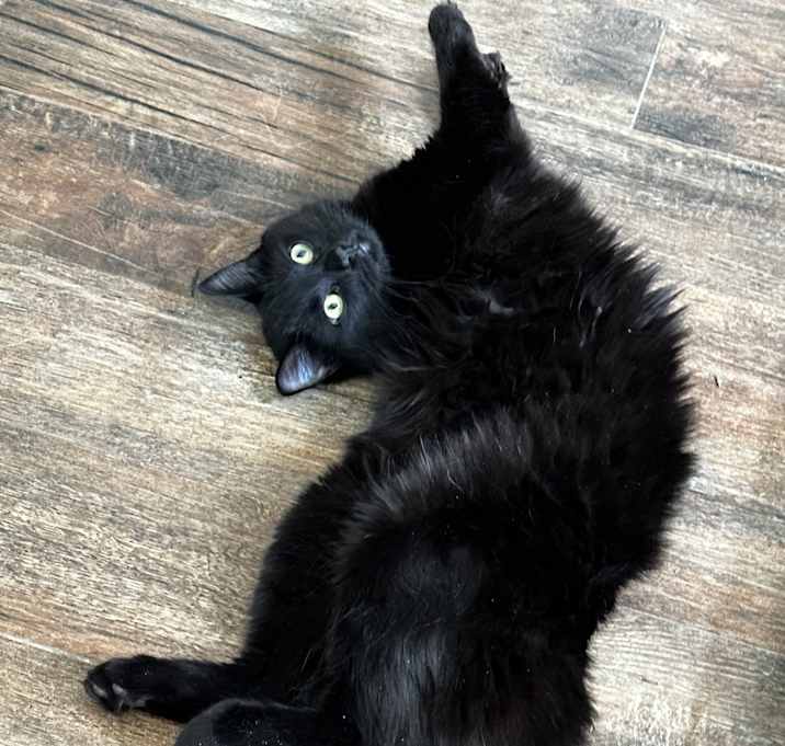 Photo of Binx