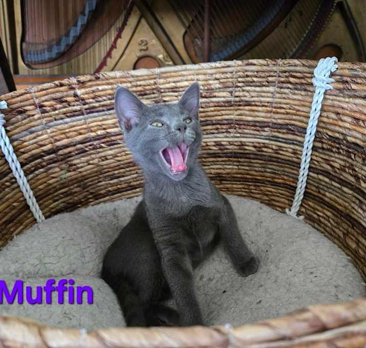 Photo of Muffin