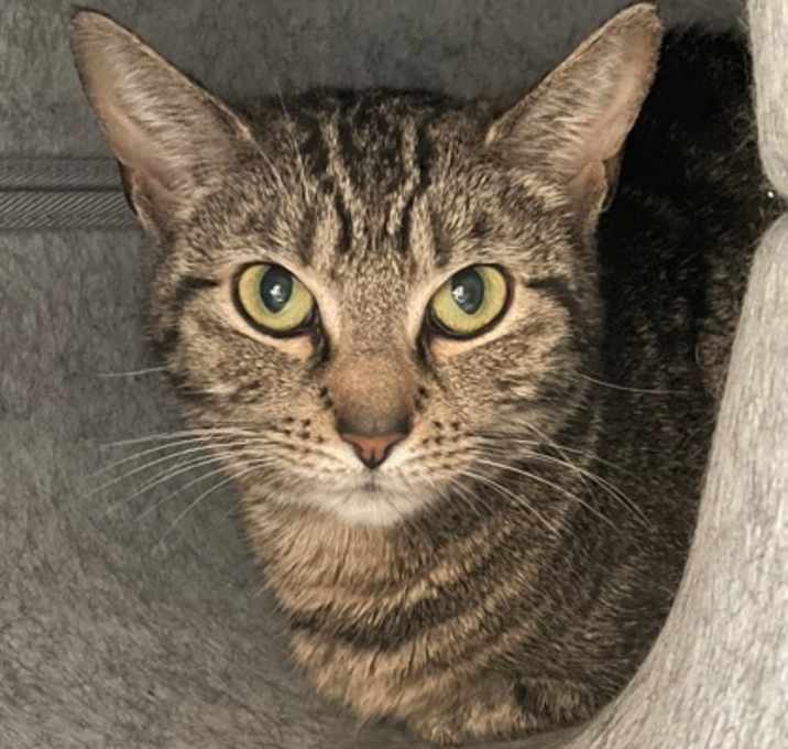 Photo of Juniper