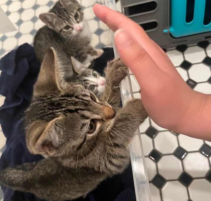 Photo of Apollo, Artemis, and Athena