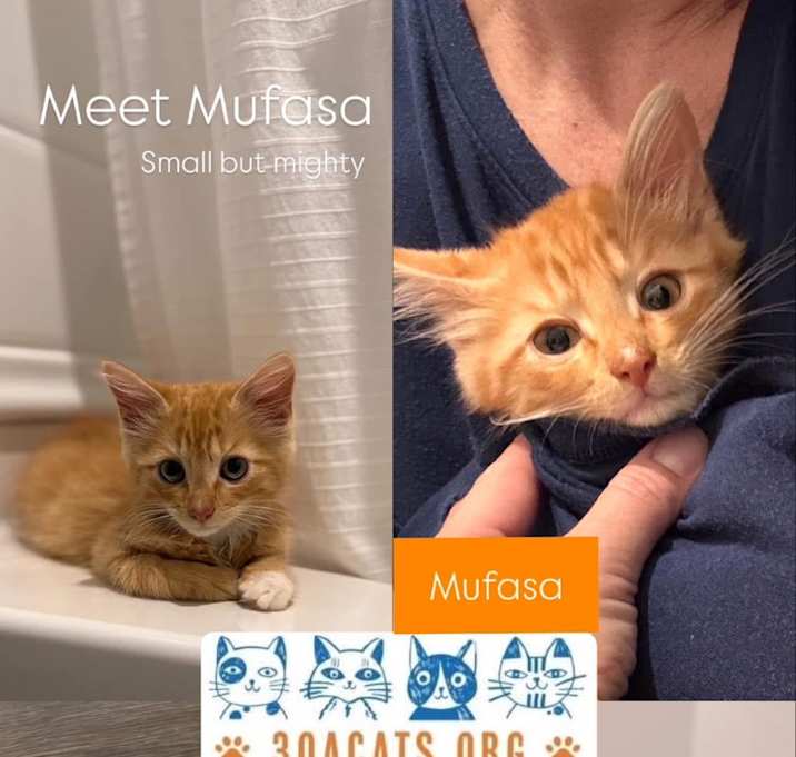 Photo of Mufasa A25-108