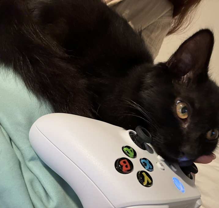 Photo of Binx