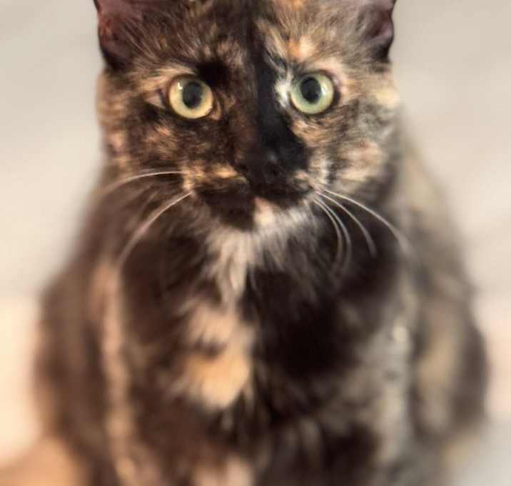 Photo of Lily
