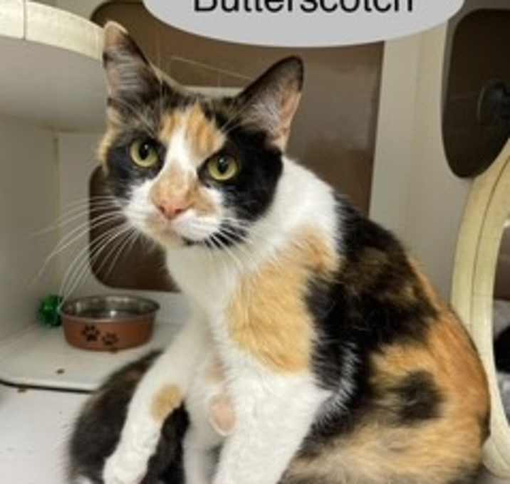 Photo of Butterscotch