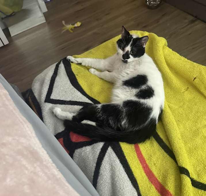 Photo of Lola