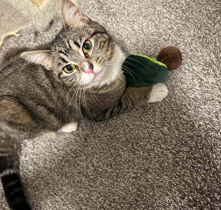 Photo of Cybil