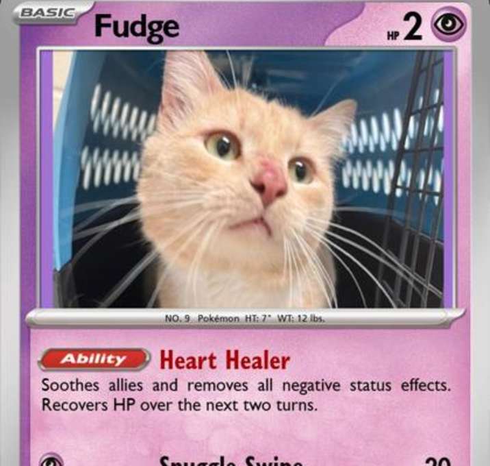 Photo of Fudge
