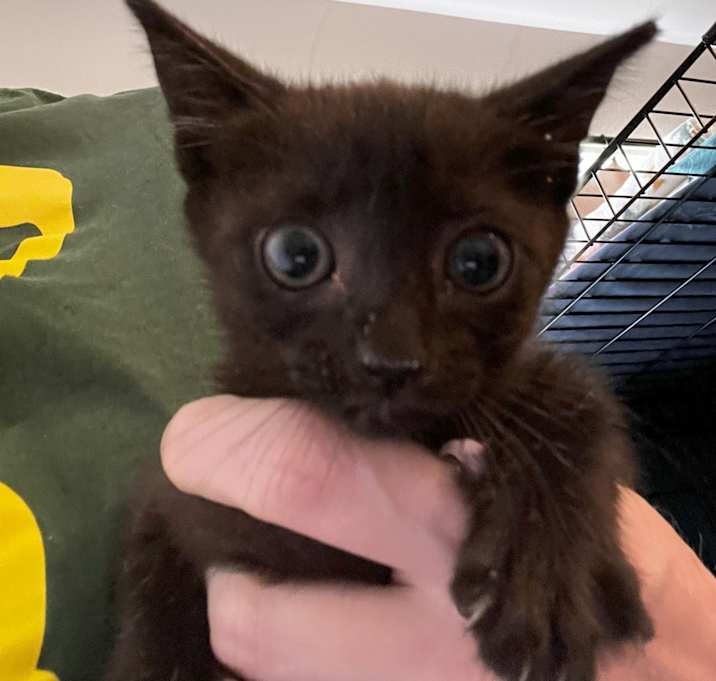 Photo of Luna