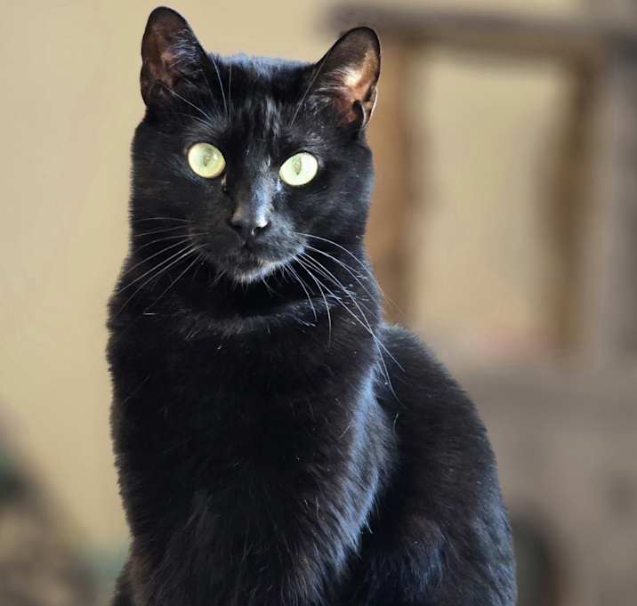 Photo of Puff
