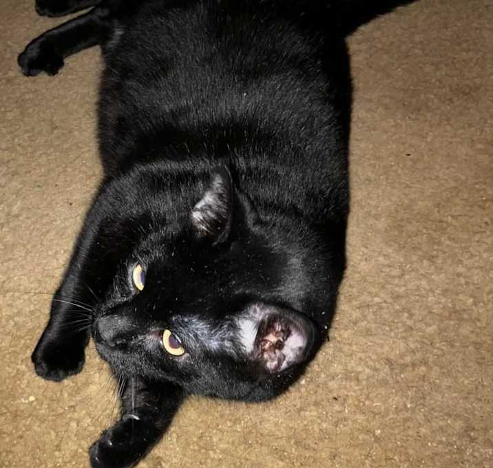Photo of Midnight