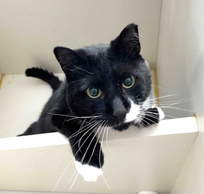 Photo of Sylvester (& Jedadiah)