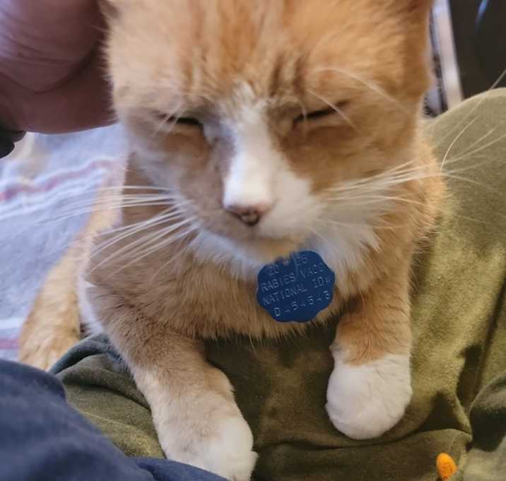 Photo of Goose