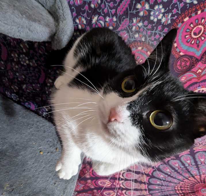 Photo of Kibbles