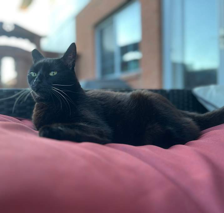 Photo of Chichi