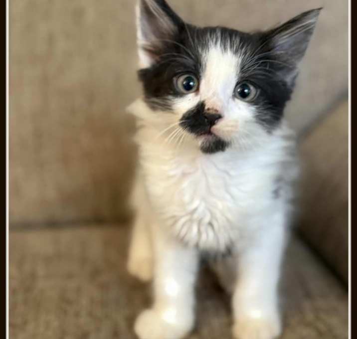 Photo of Aussie- Shampoo Kitten