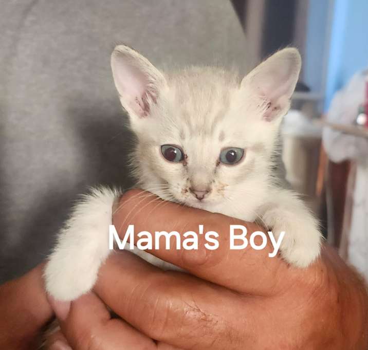 Photo of Momma's Boy
