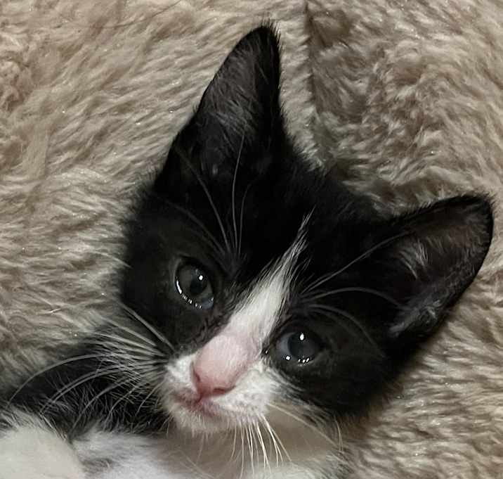 Photo of Jude