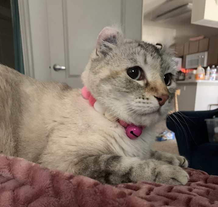 Photo of Clover
