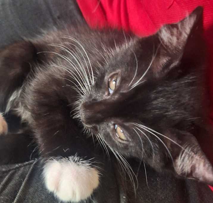 Photo of Batman
