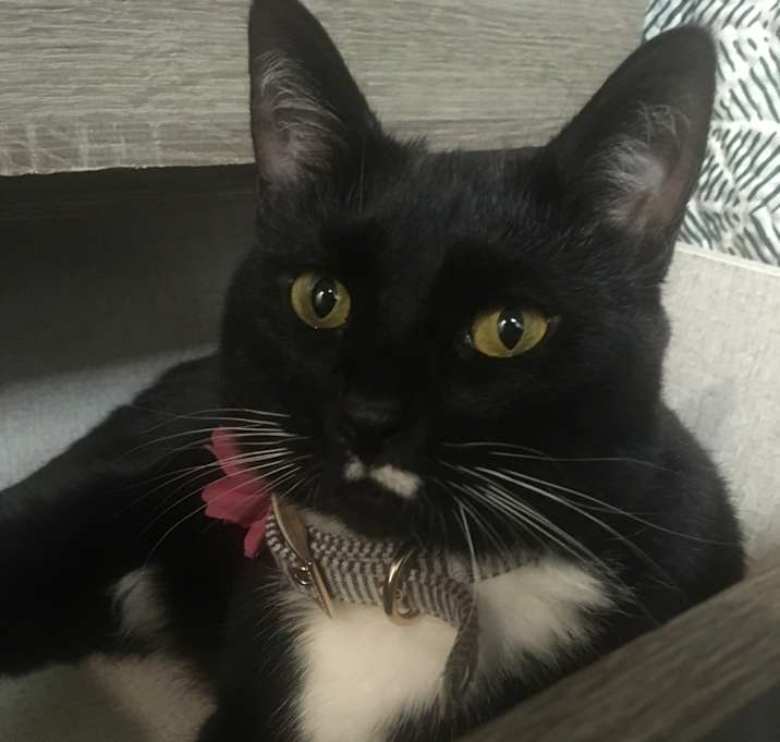 Photo of Nala