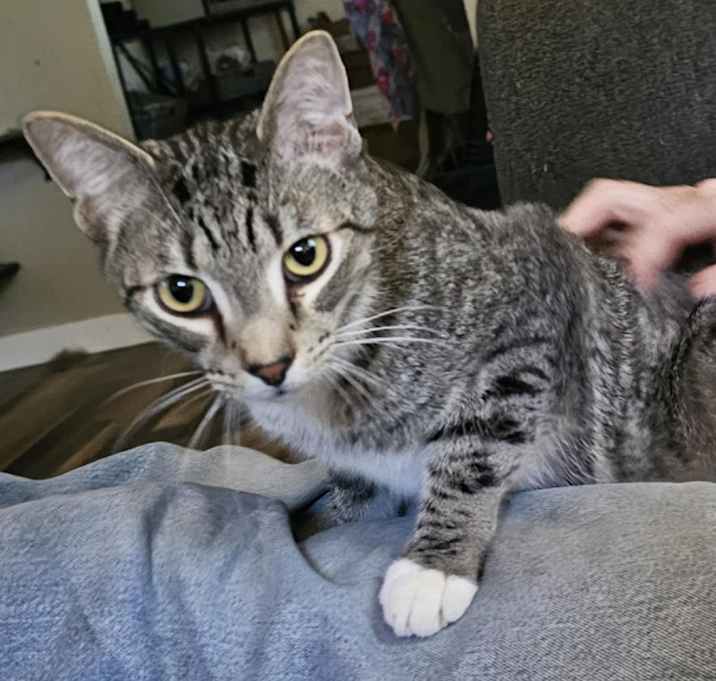 Photo of Pepper Jack