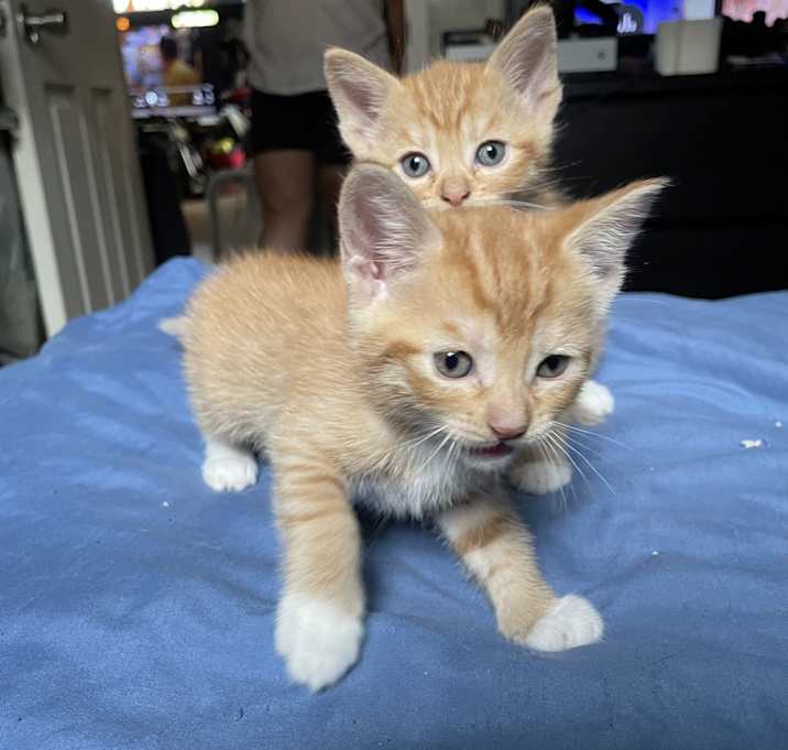Photo of Chedda & Cheese